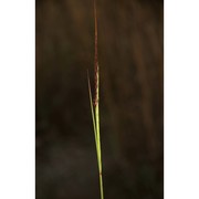 heteropogon contortus (l.) p. beauv.