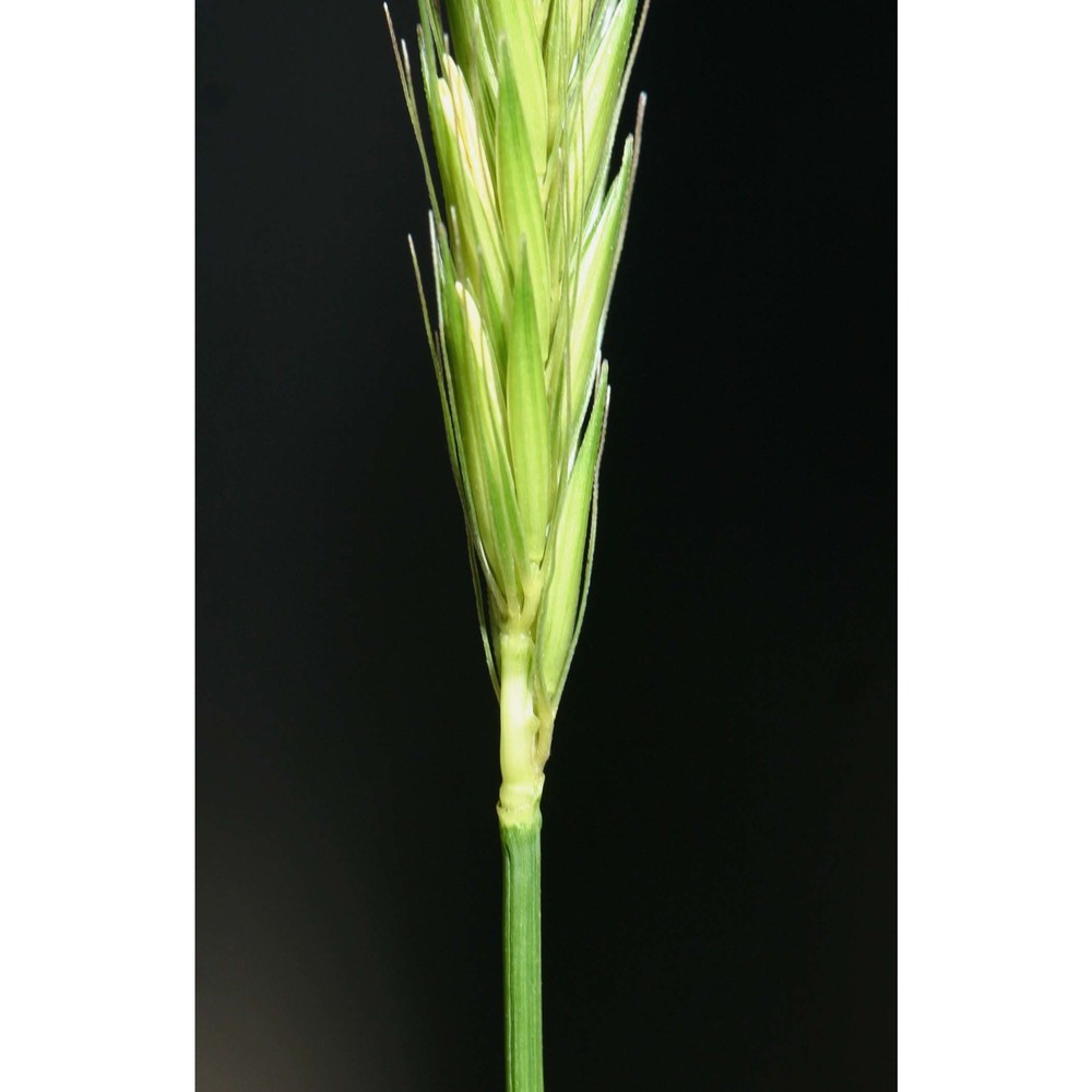 hordeum bulbosum l.