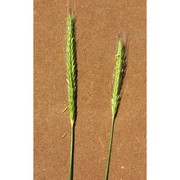 hordeum bulbosum l.