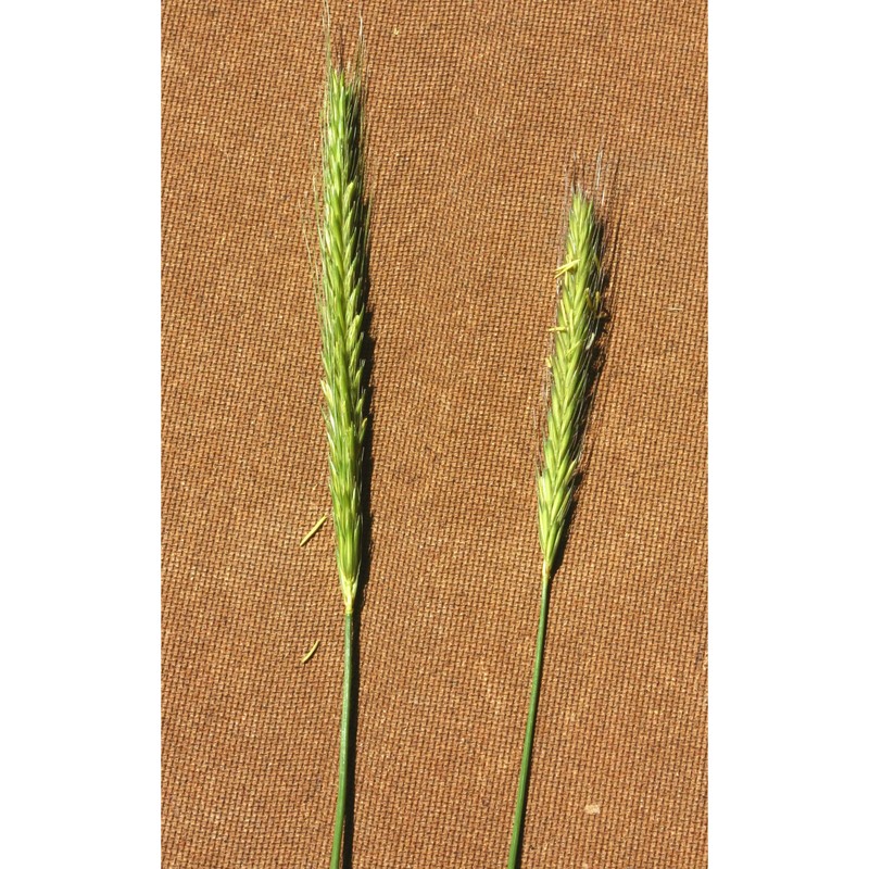 hordeum bulbosum l.