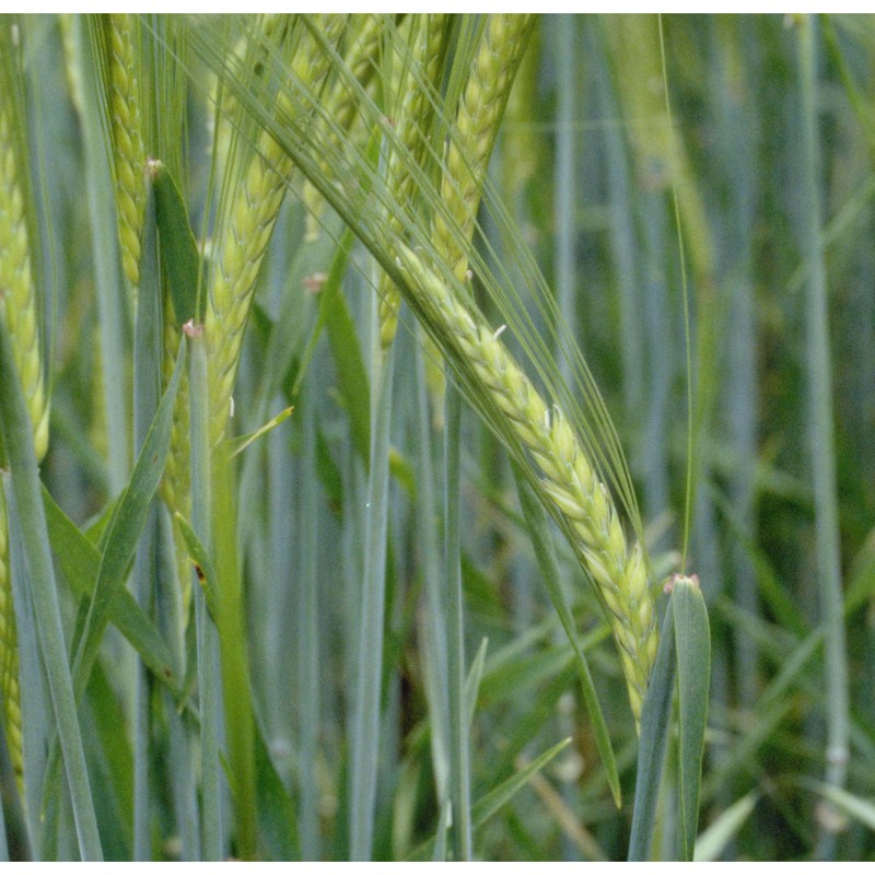 hordeum distichon l.