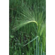 hordeum distichon l.