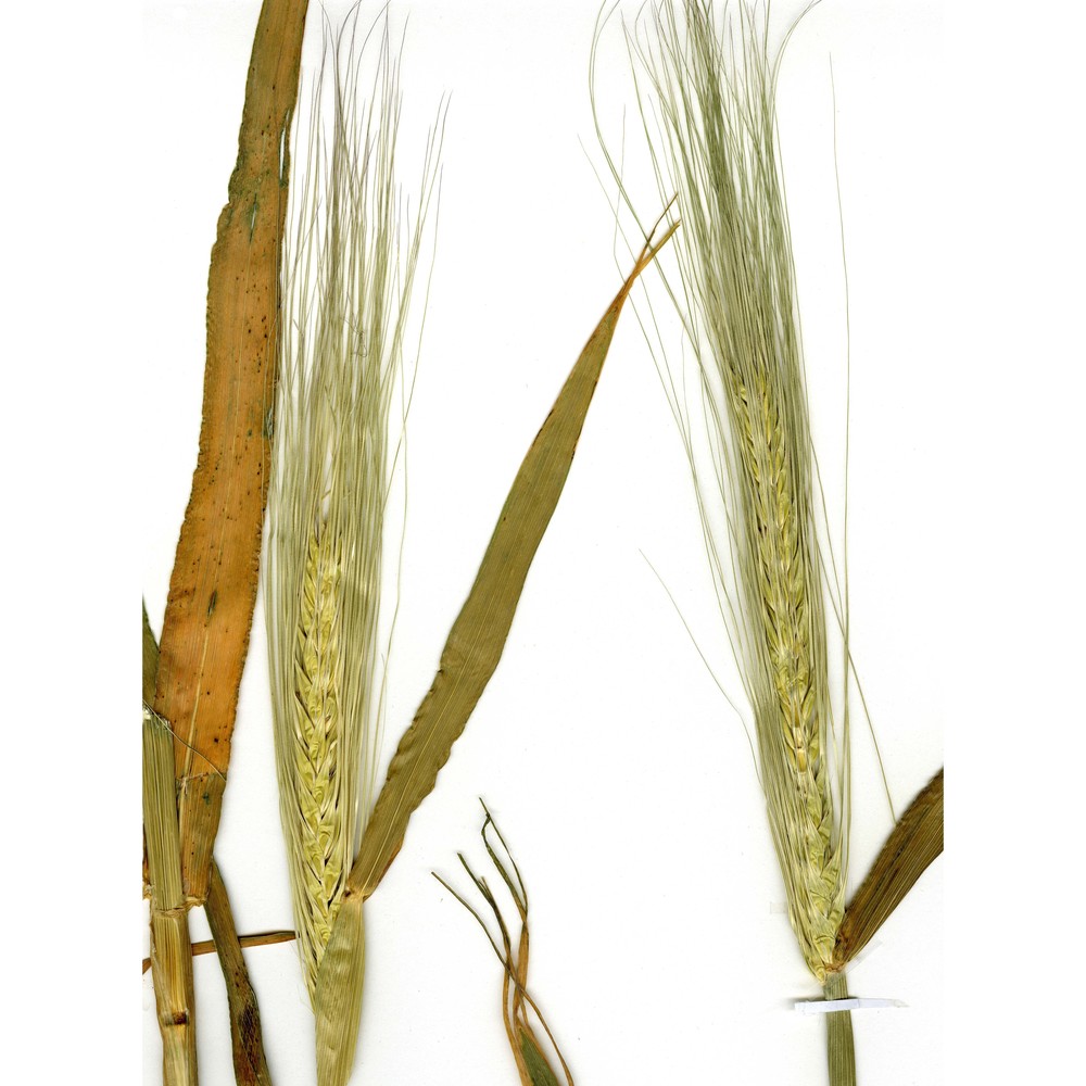 hordeum hexasticon l.