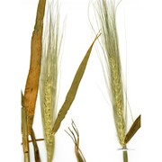 hordeum hexasticon l.