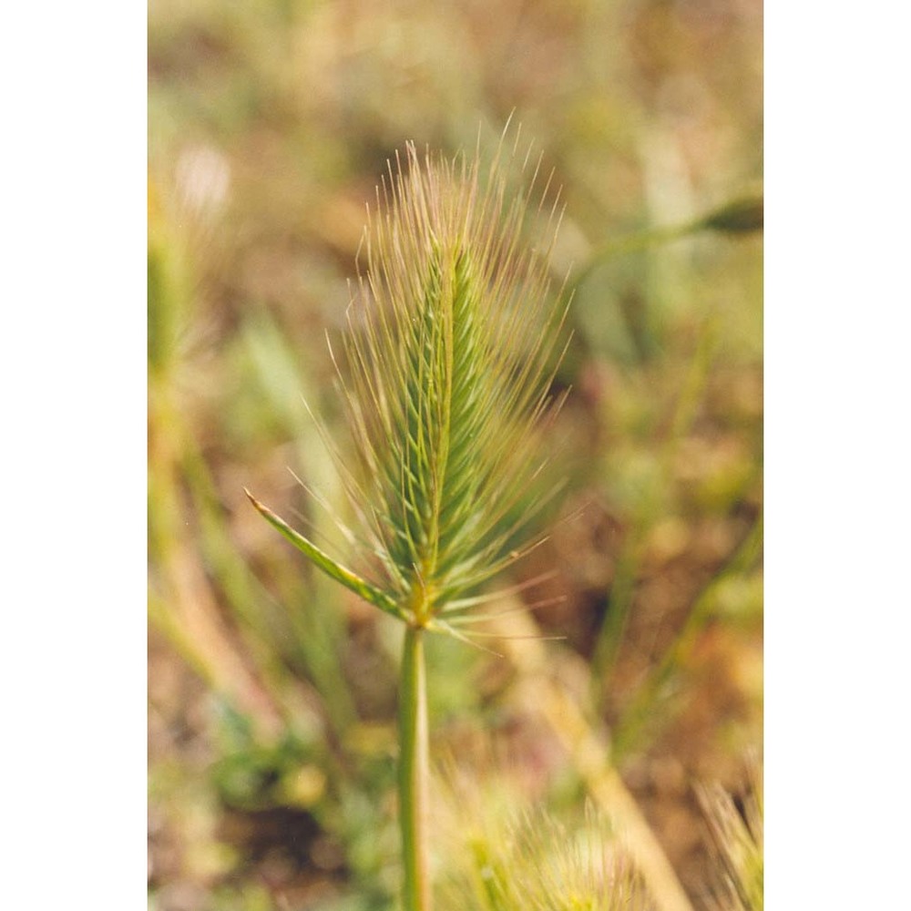 hordeum marinum huds.