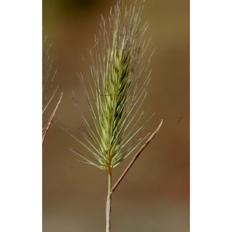 hordeum marinum huds.