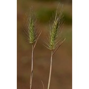 hordeum marinum huds.