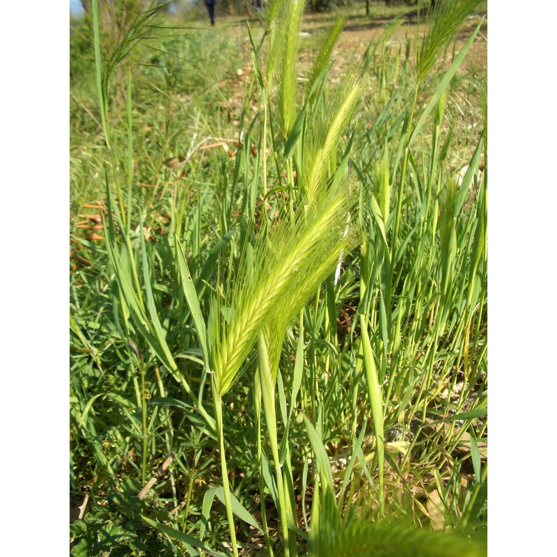 hordeum murinum l.