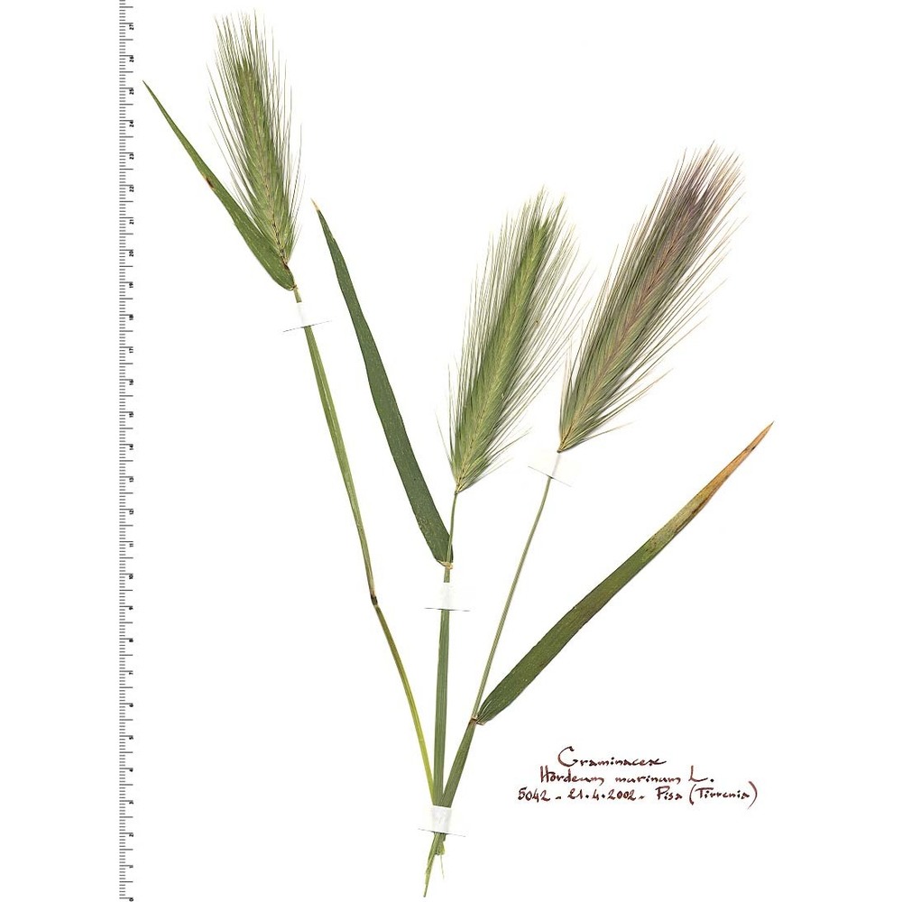 hordeum murinum l.