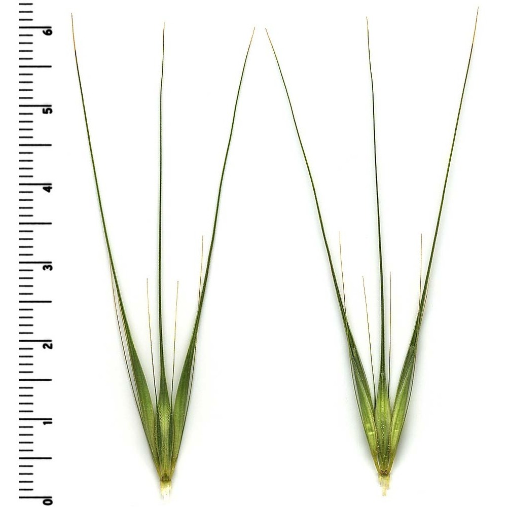 hordeum murinum l.