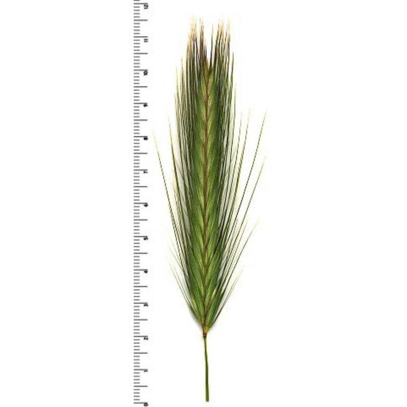 hordeum murinum l.