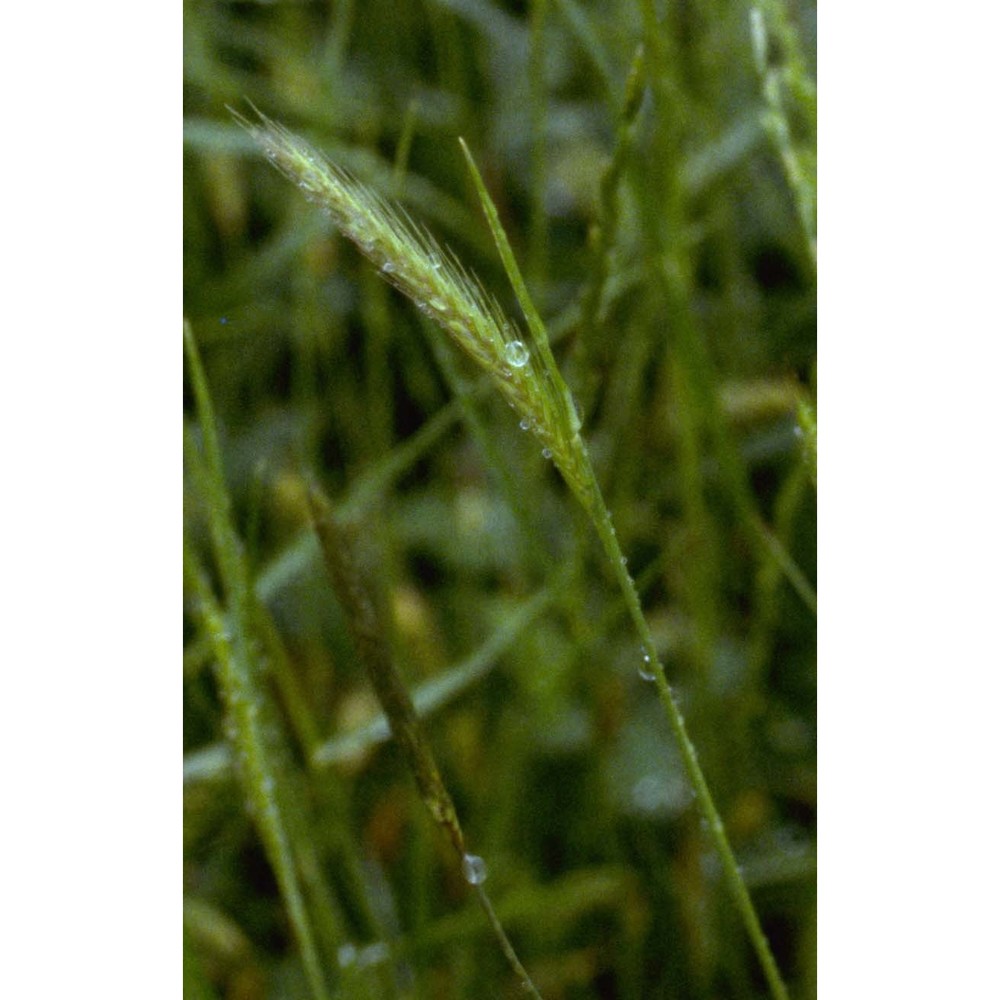 hordeum secalinum schreb.