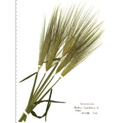 hordeum vulgare l.