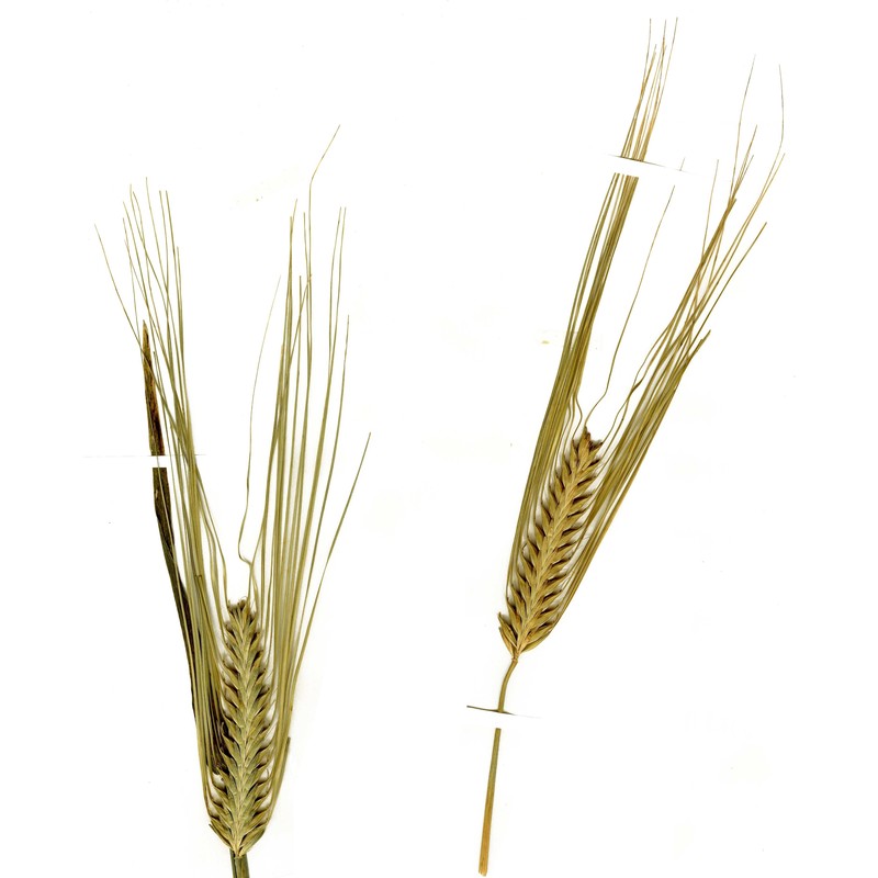 hordeum zeocriton l.