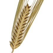 hordeum zeocriton l.