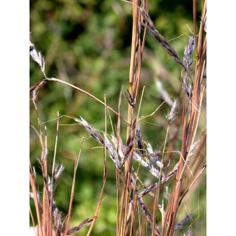 hyparrhenia hirta (l.) stapf