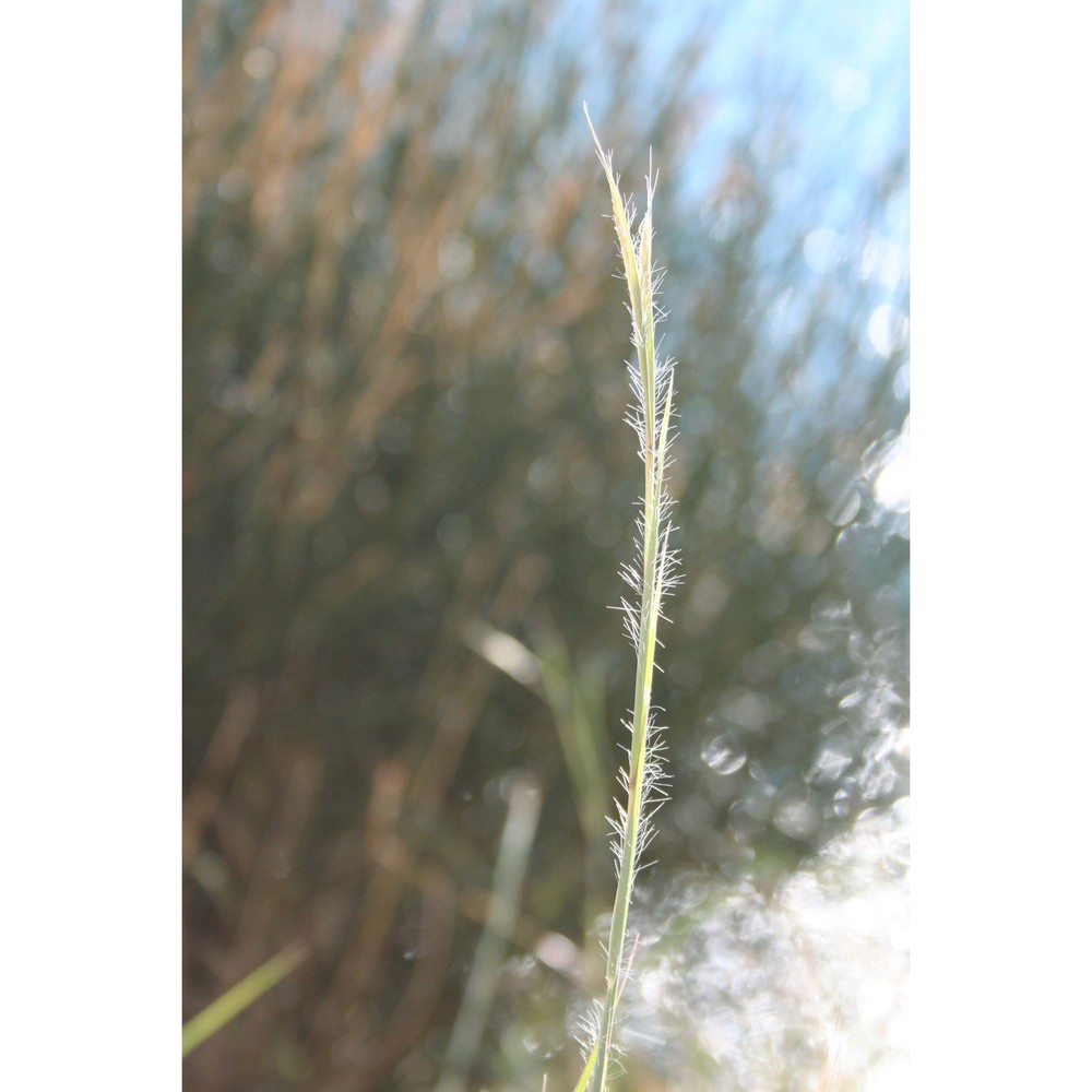 hyparrhenia sinaica g. lópez