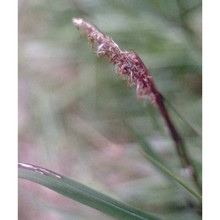 imperata cylindrica (l.) p. beauv. var. europaea (pers.) andersson