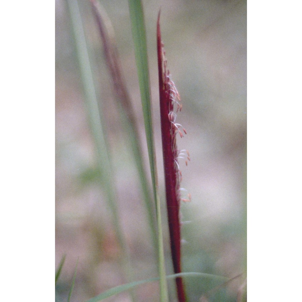 imperata cylindrica (l.) p. beauv. var. europaea (pers.) andersson