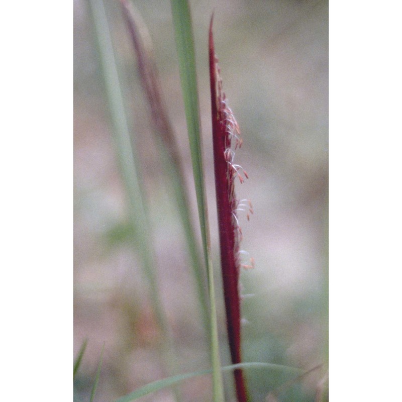 imperata cylindrica (l.) p. beauv. var. europaea (pers.) andersson