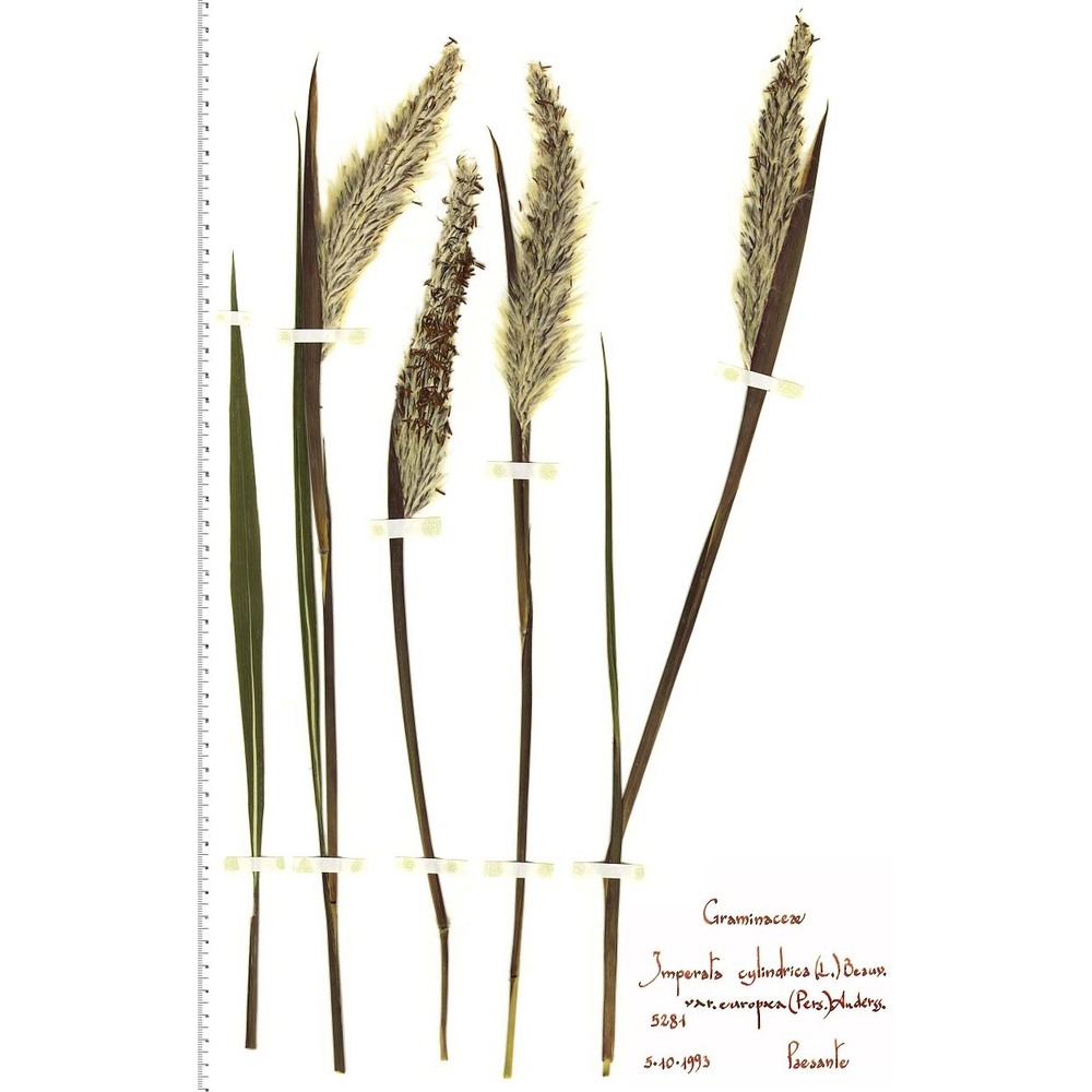 imperata cylindrica (l.) p. beauv. var. europaea (pers.) andersson