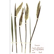 imperata cylindrica (l.) p. beauv. var. europaea (pers.) andersson