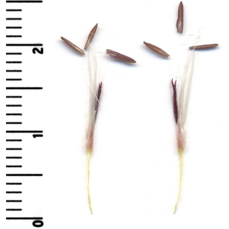 imperata cylindrica (l.) p. beauv. var. europaea (pers.) andersson