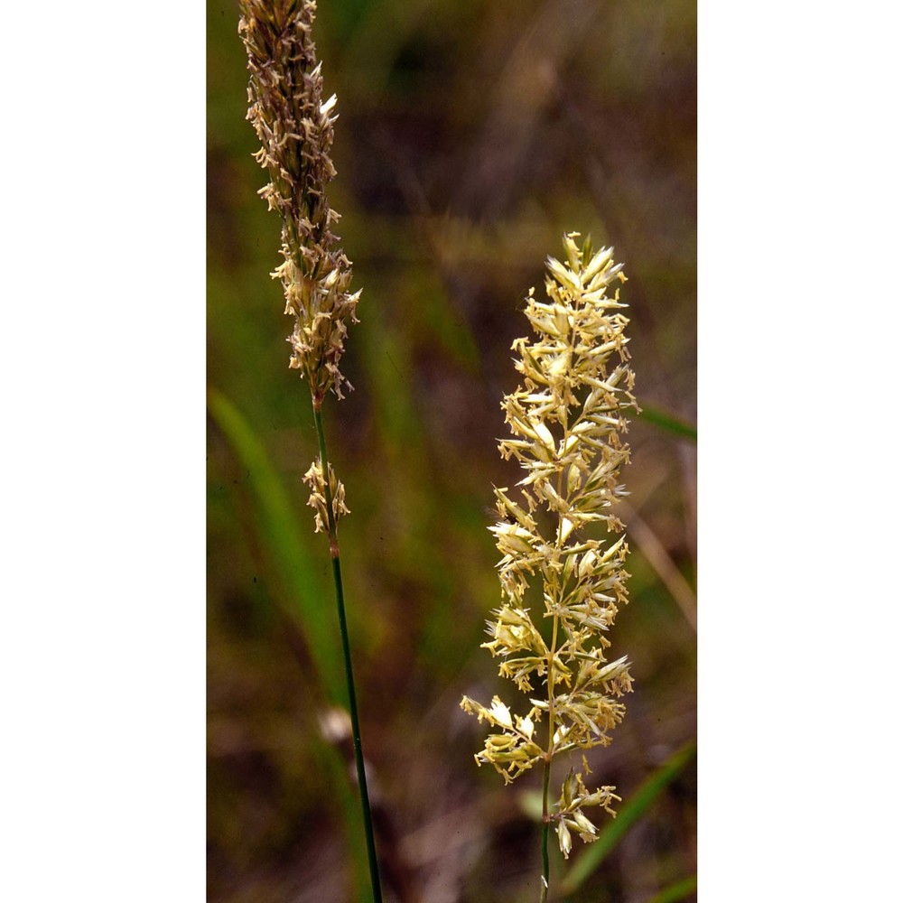 koeleria cristata (l.) roem. et schult.