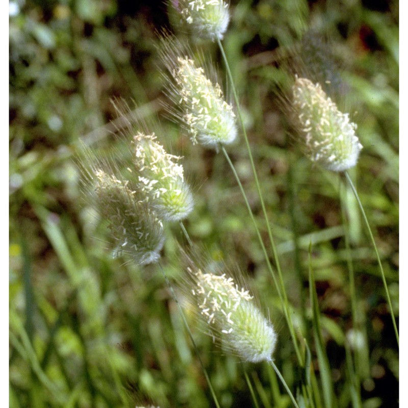 lagurus ovatus l.