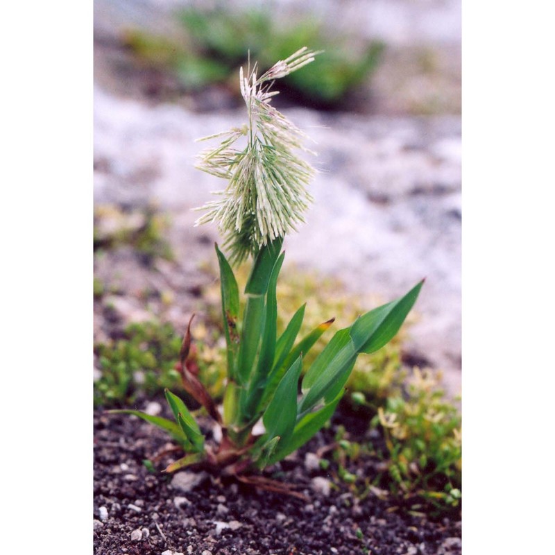 lamarckia aurea (l.) moench