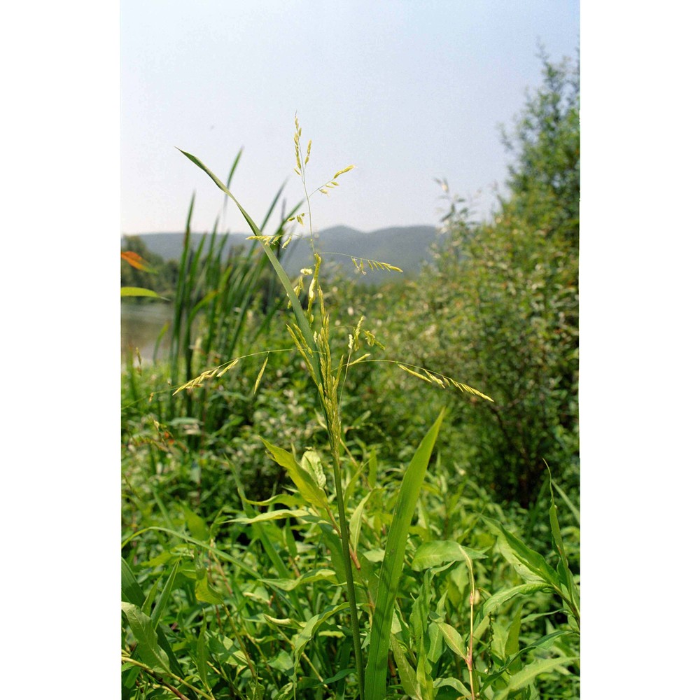 leersia oryzoides (l.) sw.