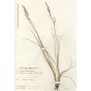 leucopoa calabrica (huter, porta et rigo) h. scholz et foggi