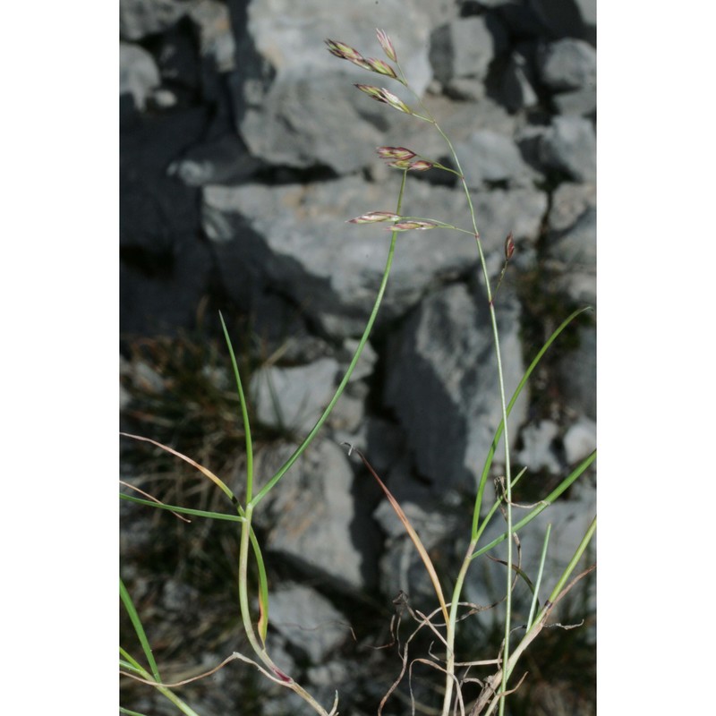 leucopoa pulchella (schrad.) h. scholz et foggi