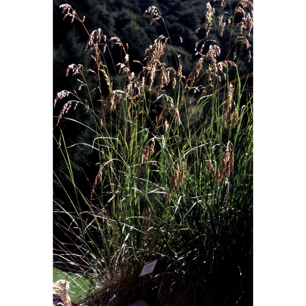 leucopoa spectabilis (bertol.) h. scholz et foggi