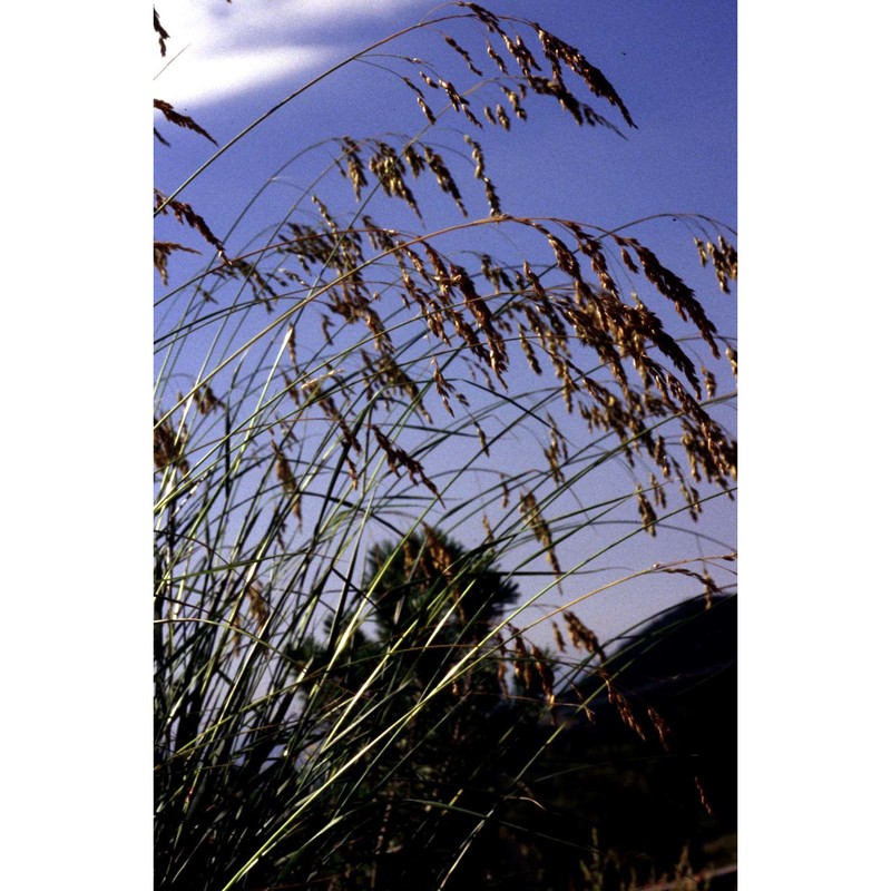 leucopoa spectabilis (bertol.) h. scholz et foggi