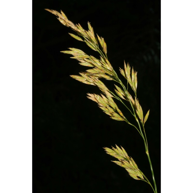 leucopoa spectabilis (bertol.) h. scholz et foggi