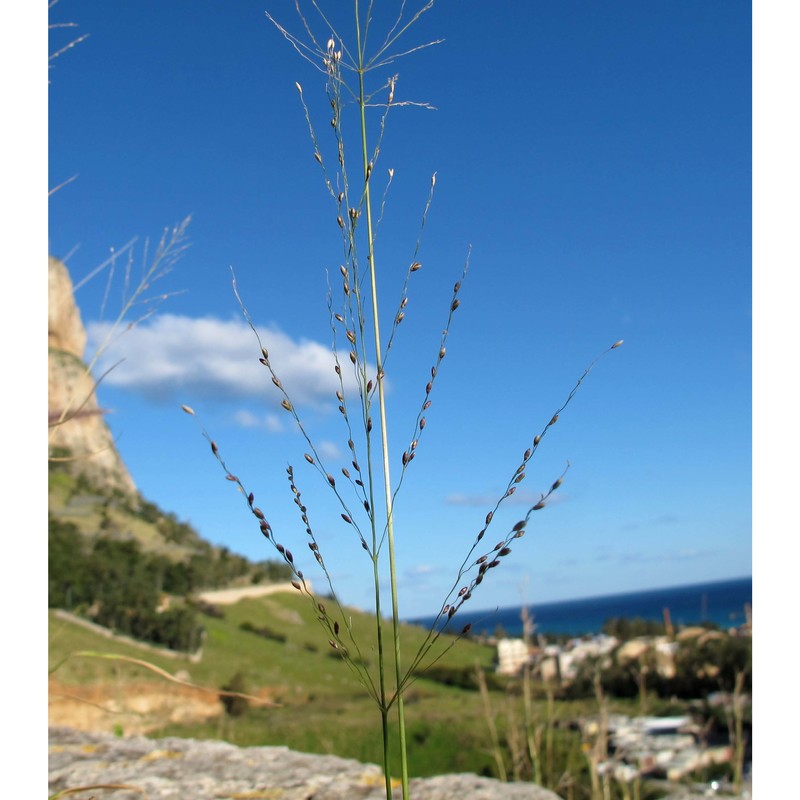 megathyrsus bivonianus (brullo, miniss., scelsi et spamp.) verloove