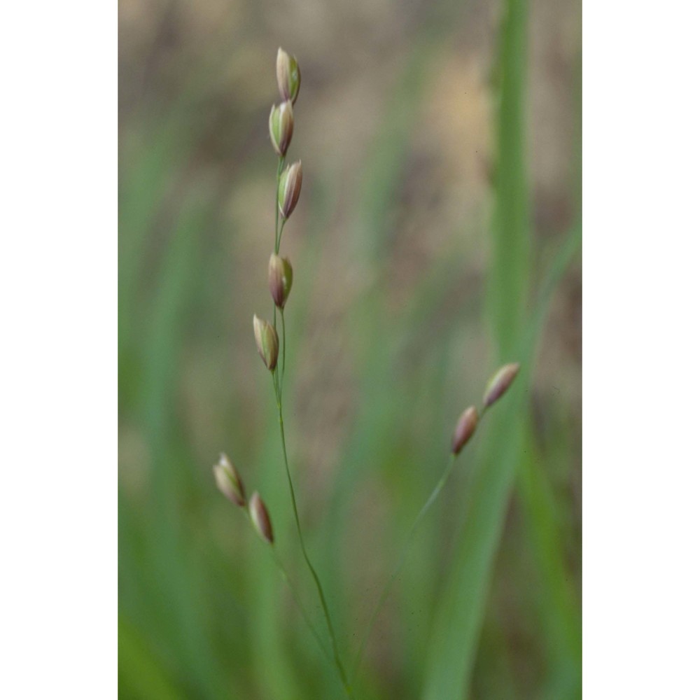 melica uniflora retz.