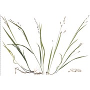 melica uniflora retz.