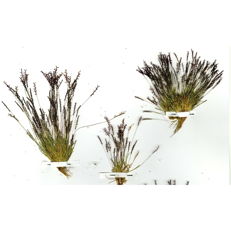 mibora minima (l.) desv.