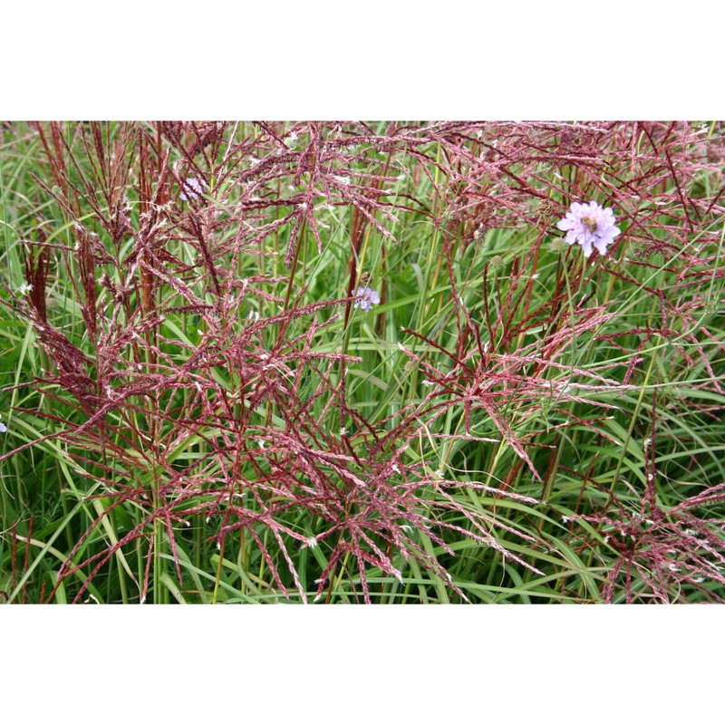 miscanthus sinensis andersson