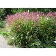 miscanthus sinensis andersson