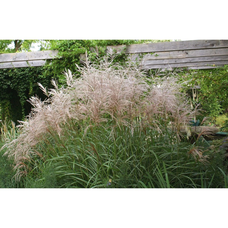 miscanthus sinensis andersson