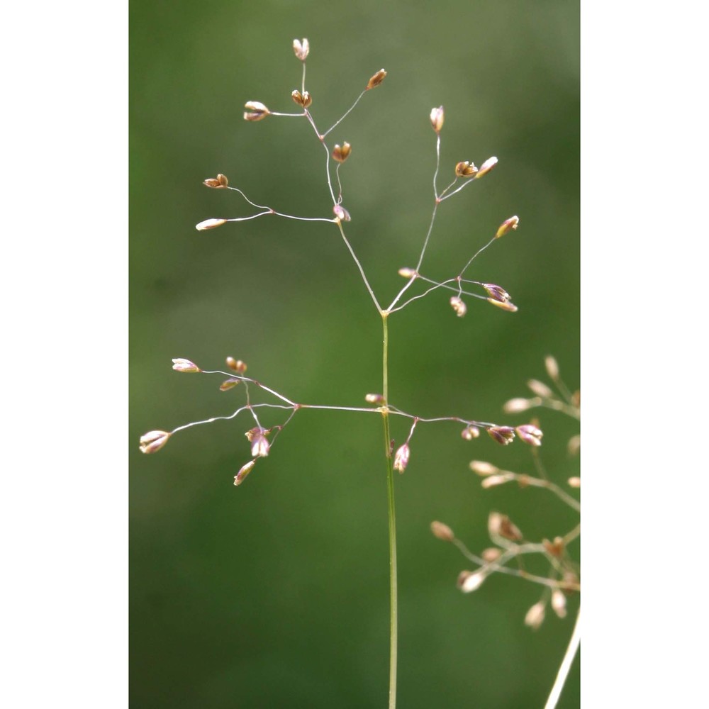 molineriella minuta (l.) rouy