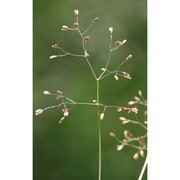 molineriella minuta (l.) rouy