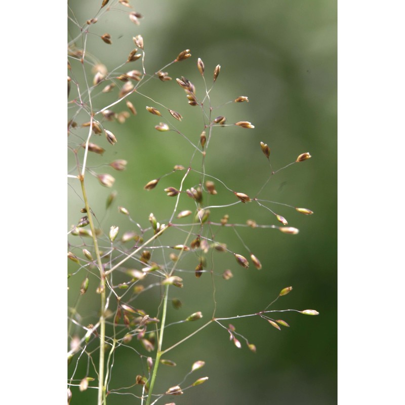 molineriella minuta (l.) rouy