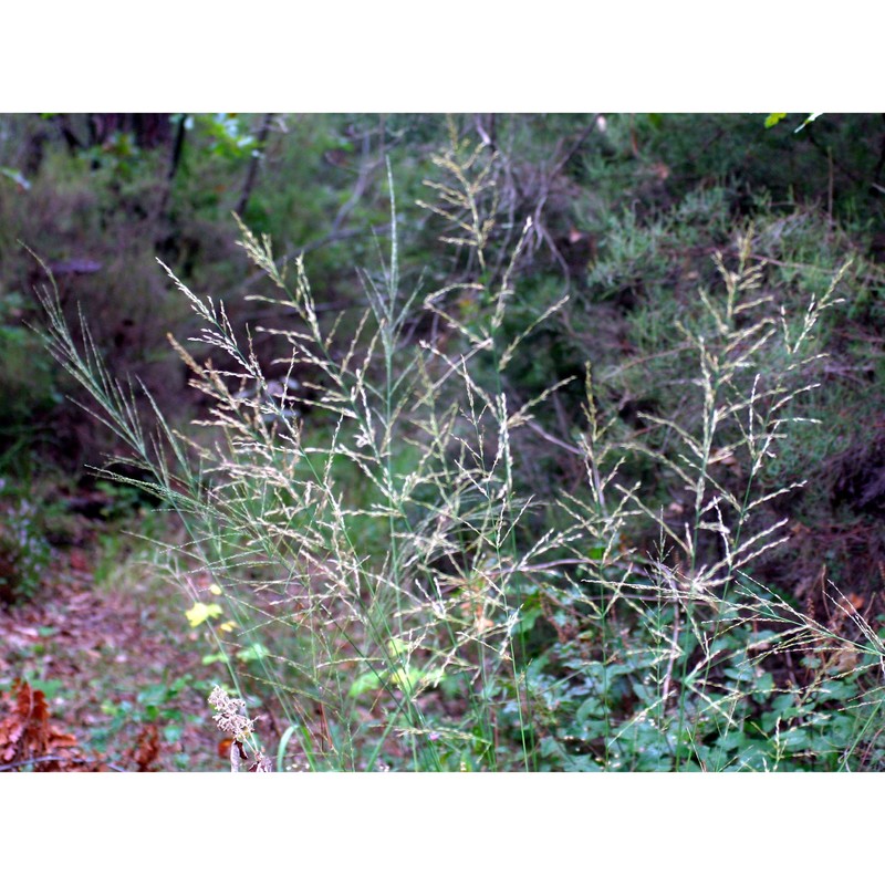 molinia arundinacea schrank