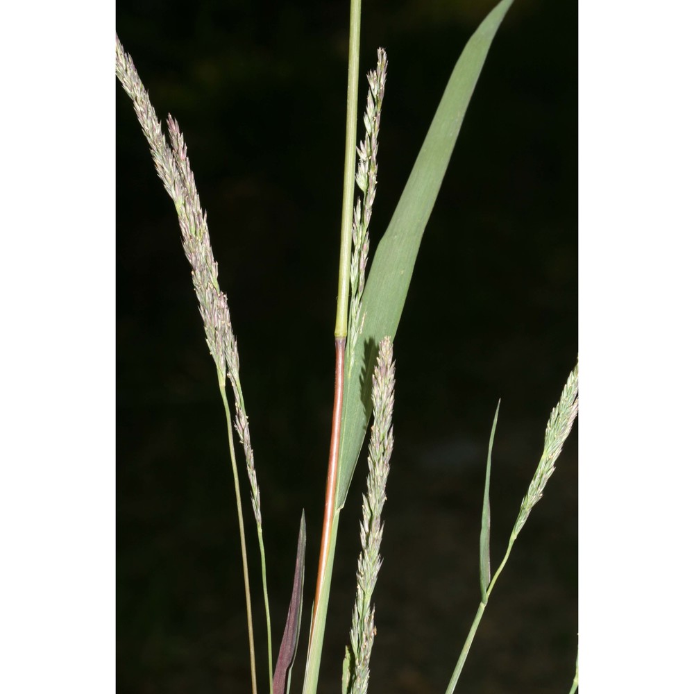 muhlenbergia frondosa (poir.) fernald