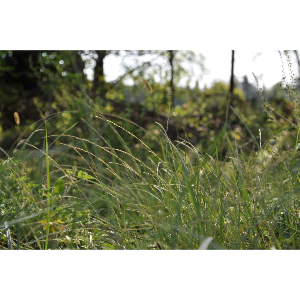 muhlenbergia schreberi j. f. gmel.