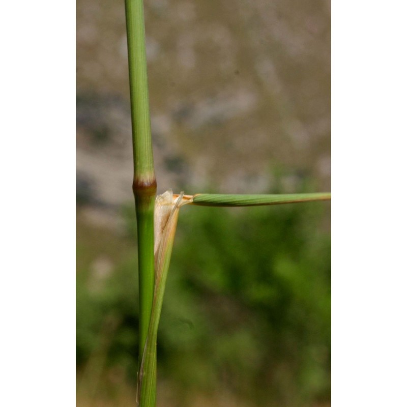 oloptum miliaceum (l.) röser et hamasha